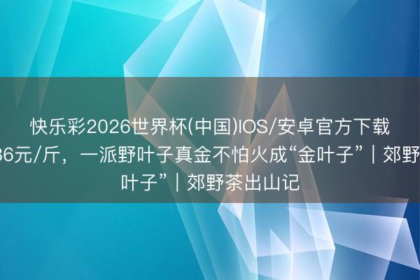 快乐彩2026世界杯(中国)IOS/安卓官方下载 均价1486元/斤，一派野叶子真金不怕火成“金叶子”｜郊野茶出山记
